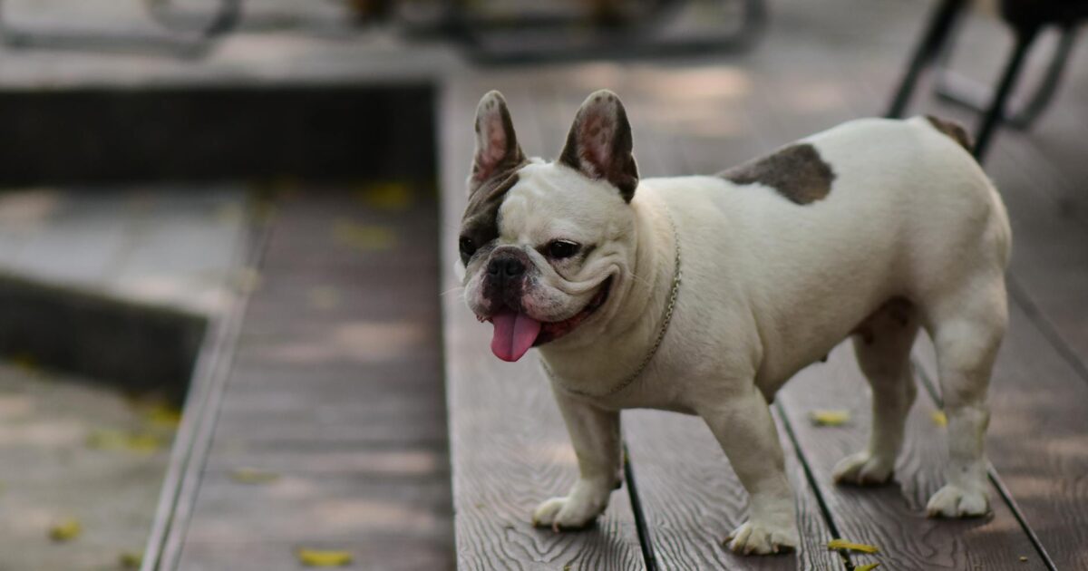 Bulldog Francês: cuidados especiais que você precisa saber