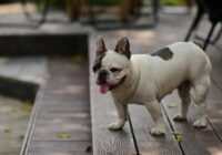 Bulldog Francês: cuidados especiais que você precisa saber