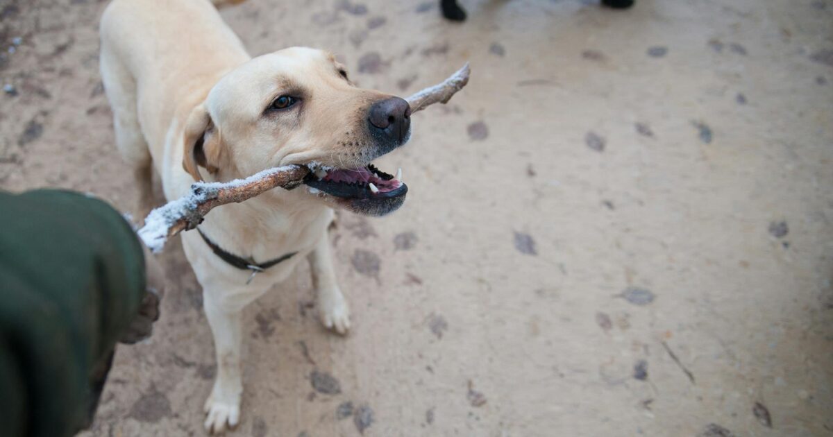 Labrador Retriever: guia completo da raça para tutores