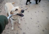 Labrador Retriever: guia completo da raça para tutores