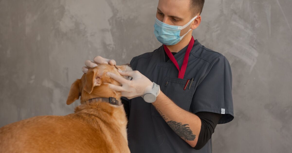 Medicina Veterinária Integrativa: O Que É e Benefícios