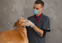 Medicina Veterinária Integrativa: O Que É e Benefícios