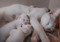 Cuidados com filhotes recém-nascidos: O Guia Completo