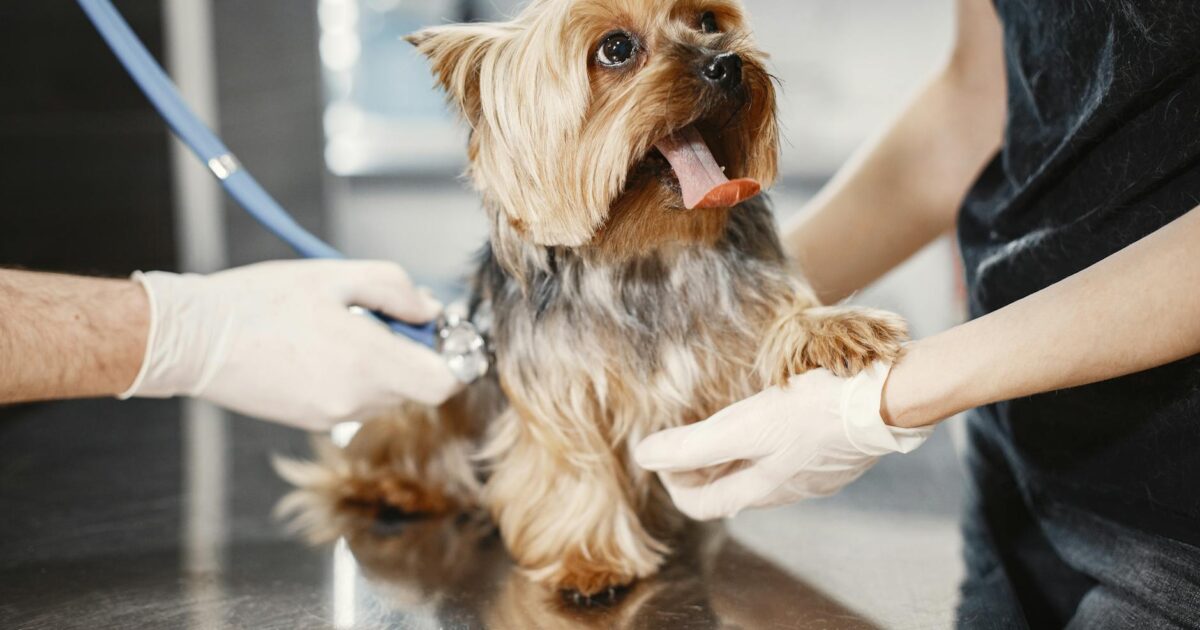Verminose em cães: sintomas, tratamento e prevenção