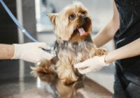 Verminose em cães: sintomas, tratamento e prevenção
