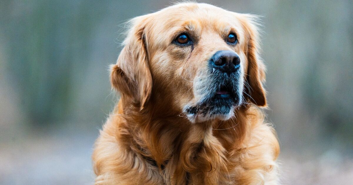 Golden Retriever: características, cuidados e temperamento