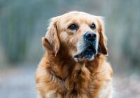 Golden Retriever: características, cuidados e temperamento