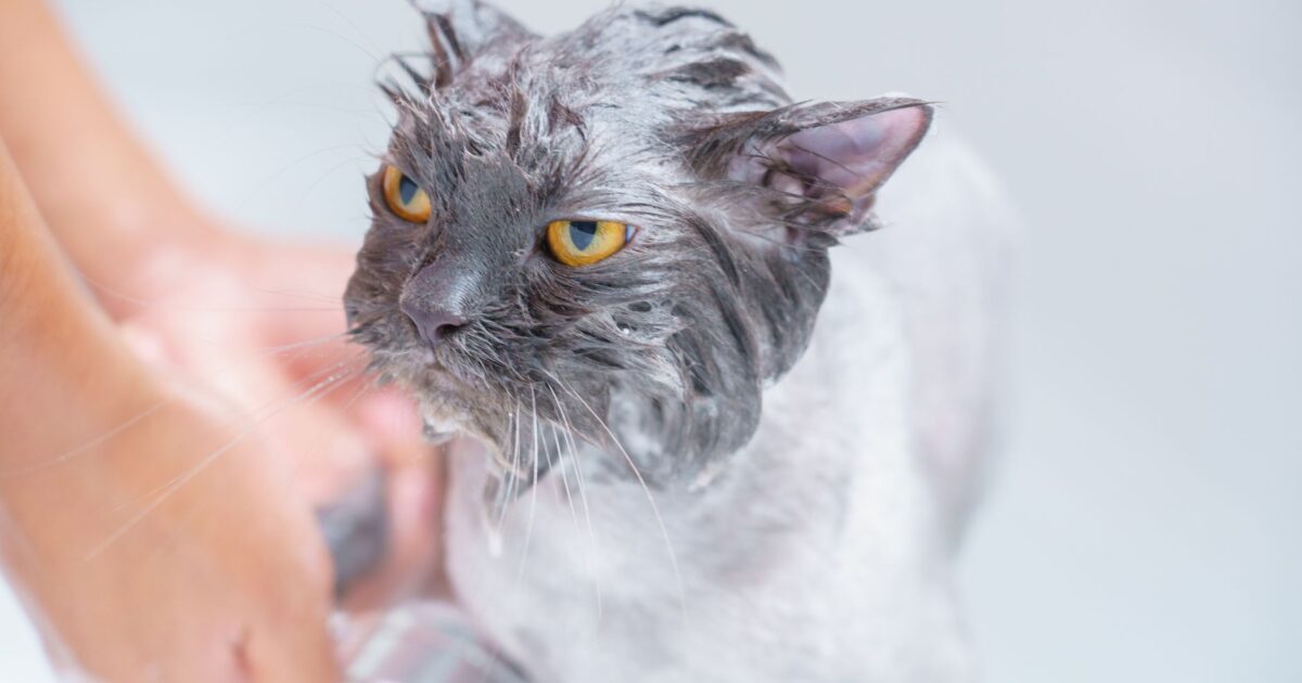 Como dar banho no seu gato sem estresse: Guia Completo