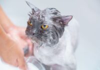 Como dar banho no seu gato sem estresse: Guia Completo