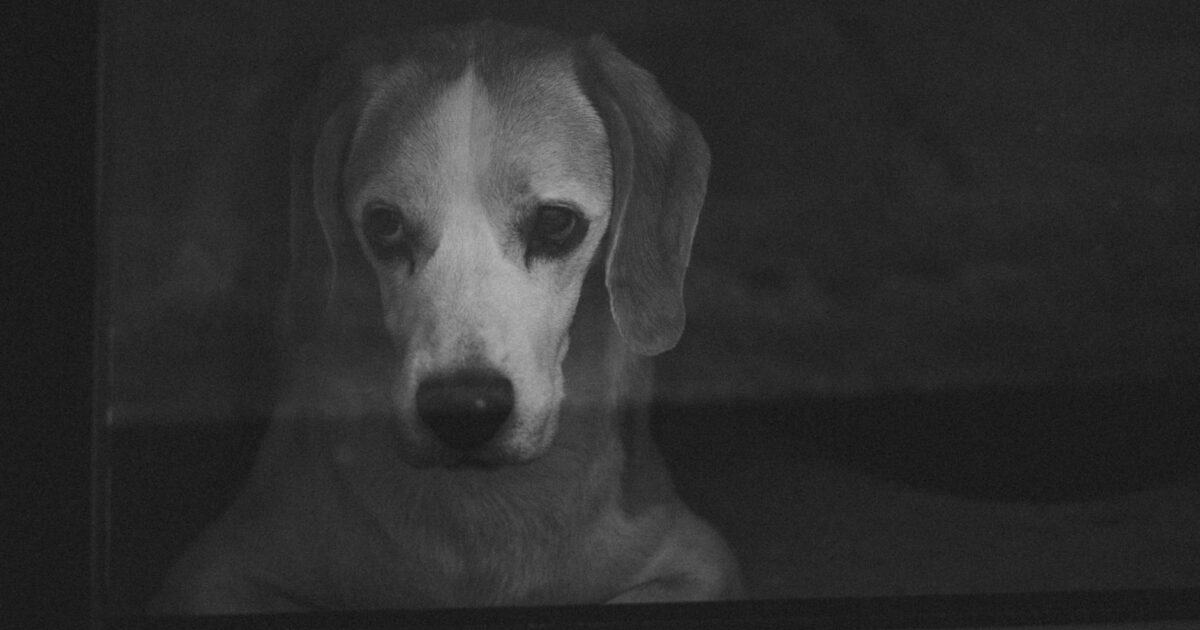 Como saber se meu pet está com dor: guia completo