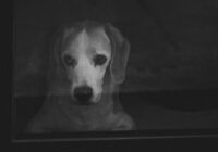 Como saber se meu pet está com dor: guia completo