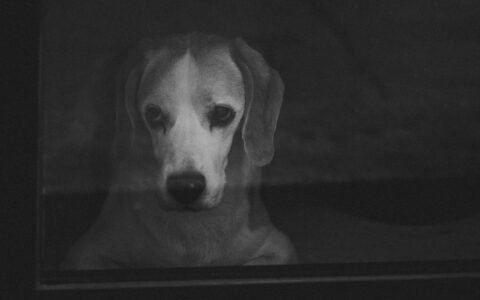 Como saber se meu pet está com dor: guia completo
