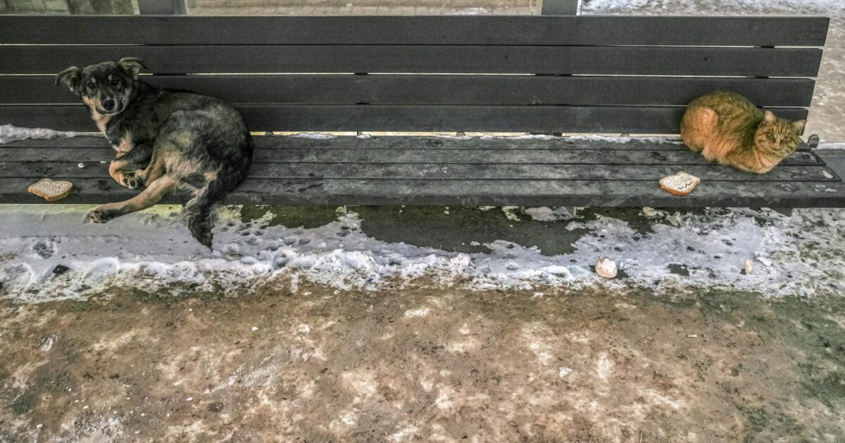 Como manter seu pet aquecido no inverno: Guia Completo