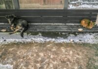 Como manter seu pet aquecido no inverno: Guia Completo