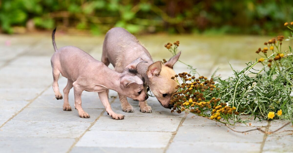 Plantas tóxicas para cães e gatos: lista completa