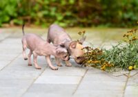 Plantas tóxicas para cães e gatos: lista completa