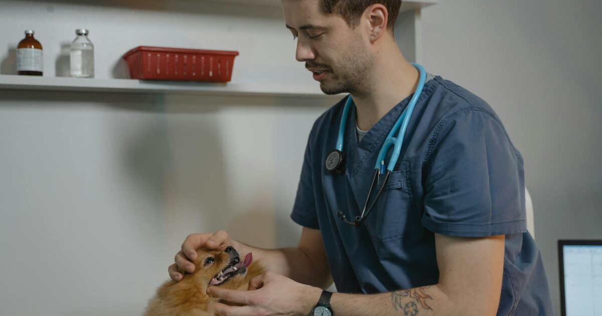 Como identificar sinais de doença no seu cachorro: Guia