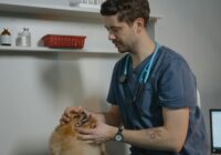 Como identificar sinais de doença no seu cachorro: Guia
