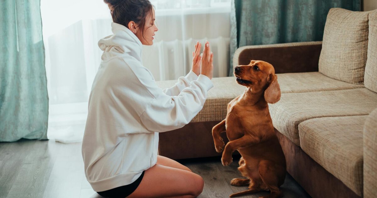 Como adestrar seu cachorro em casa passo a passo