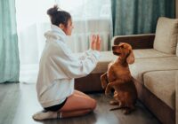 Como adestrar seu cachorro em casa passo a passo