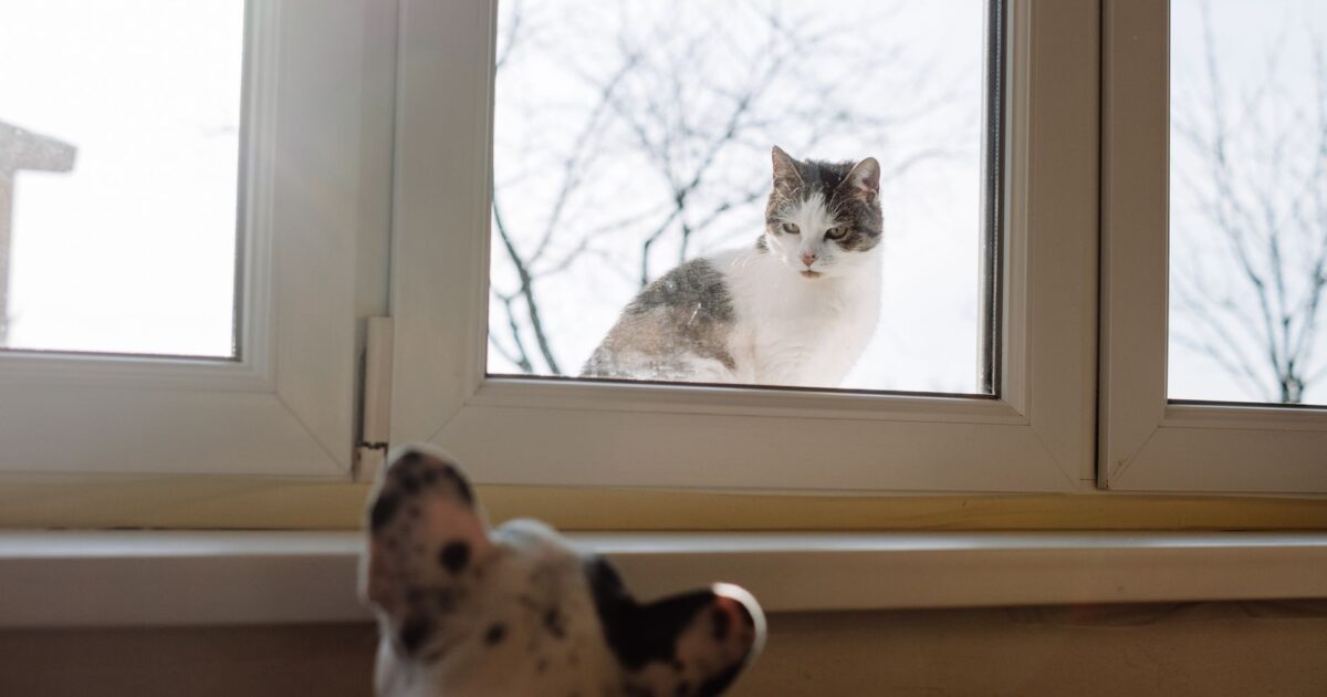 Câmera para pets: monitore seu animal quando estiver fora
