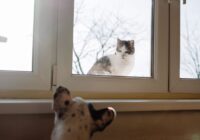 A cat and a dog curiously observe each other through a glass window in Warsaw.