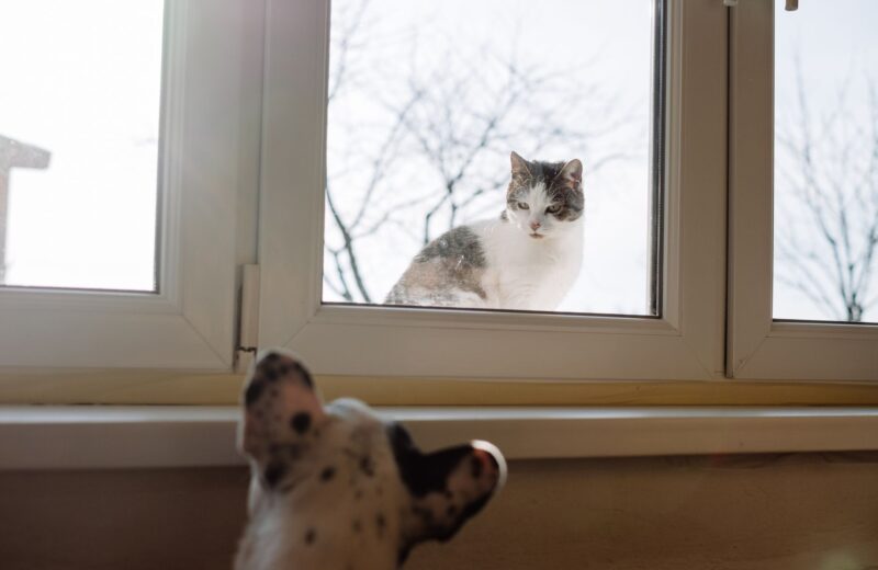 Câmera para pets: monitore seu animal quando estiver fora