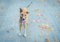 Passeios seguros com seu cachorro: dicas essenciais