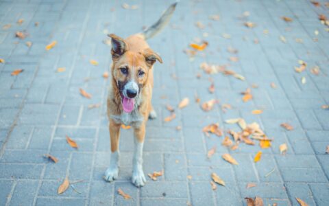 Passeios seguros com seu cachorro: dicas essenciais
