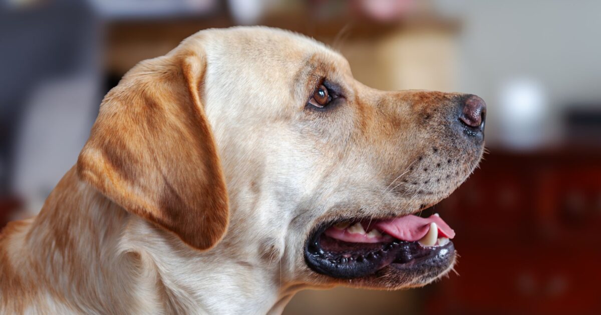 Labrador Retriever: guia completo da raça para tutores