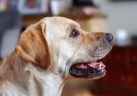 Labrador Retriever: guia completo da raça para tutores