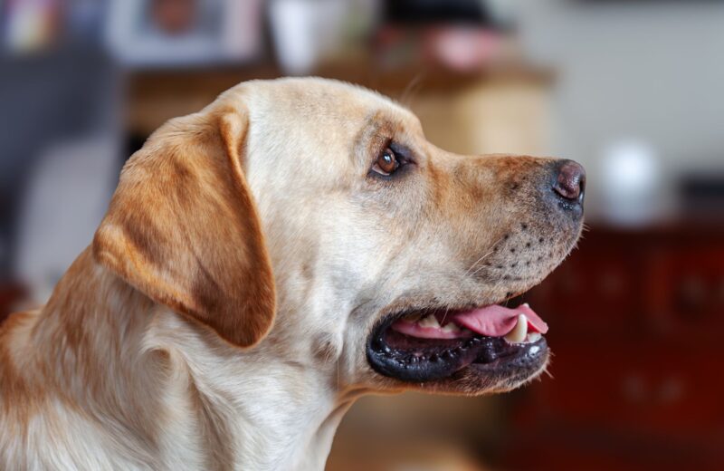 Labrador Retriever: guia completo da raça para tutores
