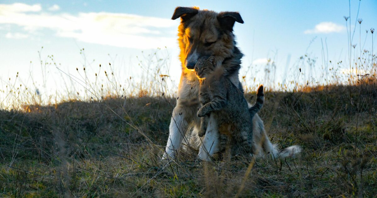 Produtos: perguntas frequentes respondidas para seu pet