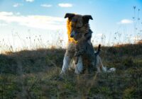 Produtos: perguntas frequentes respondidas para seu pet