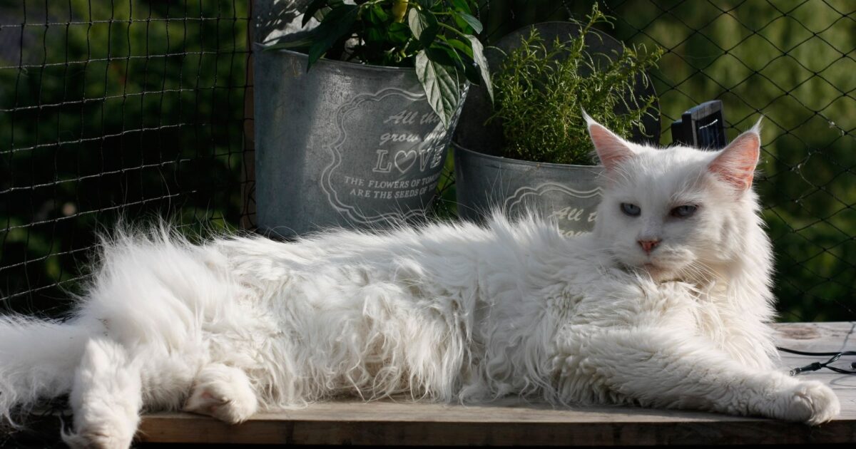 Maine Coon: o maior gato doméstico e seus cuidados