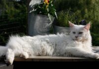 Maine Coon: o maior gato doméstico e seus cuidados
