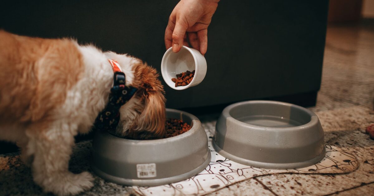 Nutrição canina: o que seu cão precisa para viver bem