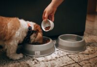 Nutrição canina: o que seu cão precisa para viver bem
