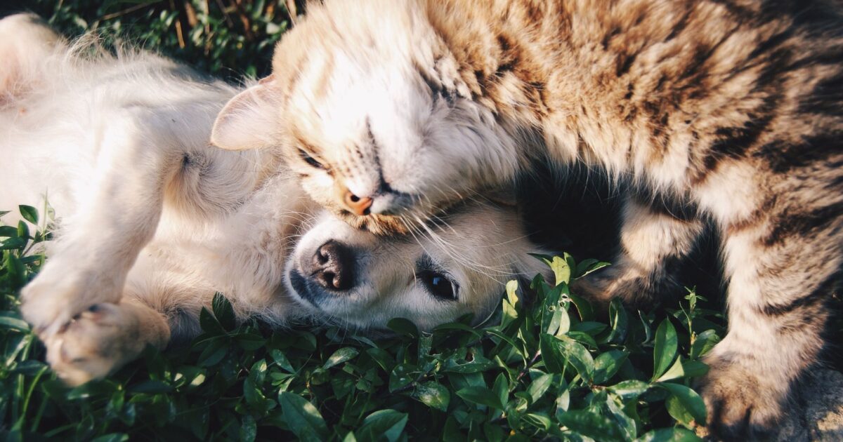 Como melhorar a qualidade de vida do seu pet: foco em Produtos