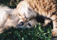 Como melhorar a qualidade de vida do seu pet: foco em Produtos