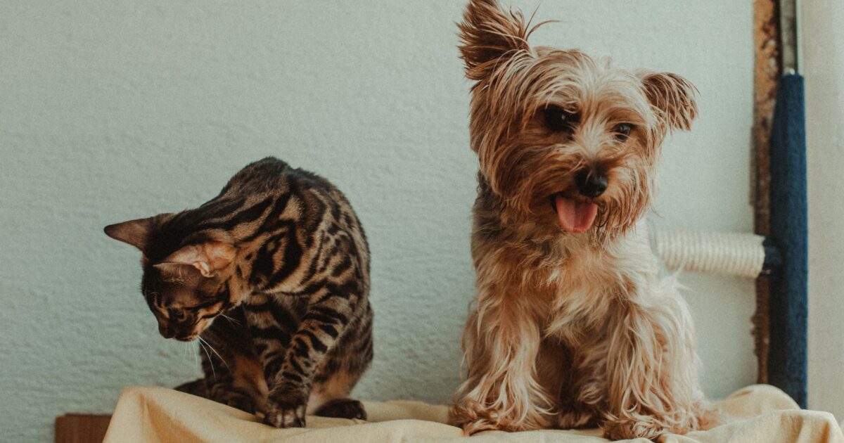 Estresse em pets: como identificar e reduzir com cuidado