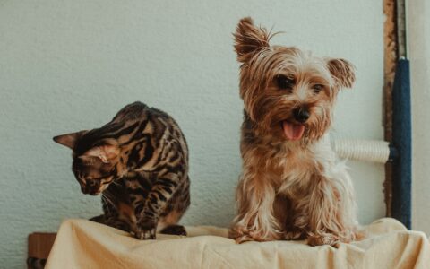 Estresse em pets: como identificar e reduzir com cuidado