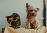 Introdução de um novo pet em casa: como fazer corretamente