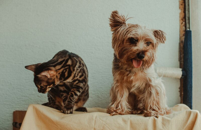 Introdução de um novo pet em casa: como fazer corretamente