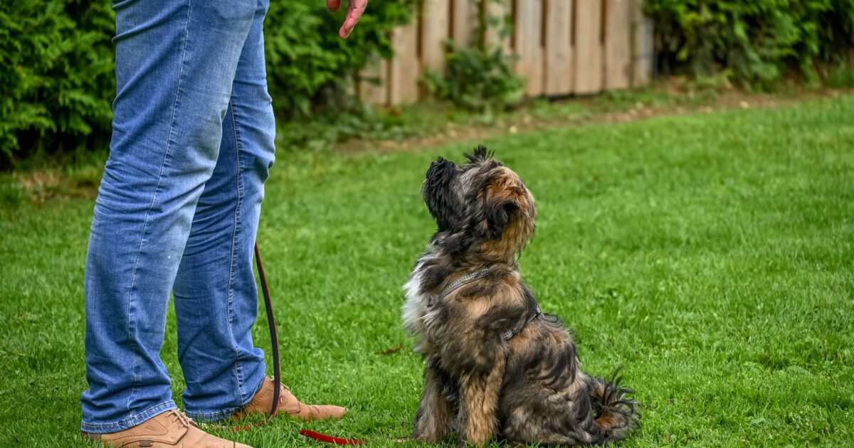 Agressividade em cães: tipos, causas e como lidar