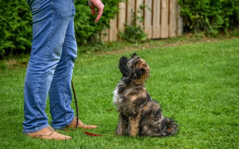 Agressividade em cães: tipos, causas e como lidar