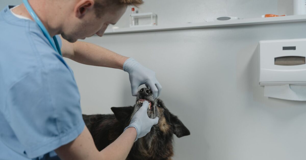 Higiene dental em cães: por que é tão importante