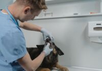 Higiene dental em cães: por que é tão importante