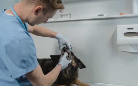 Higiene dental em cães: por que é tão importante