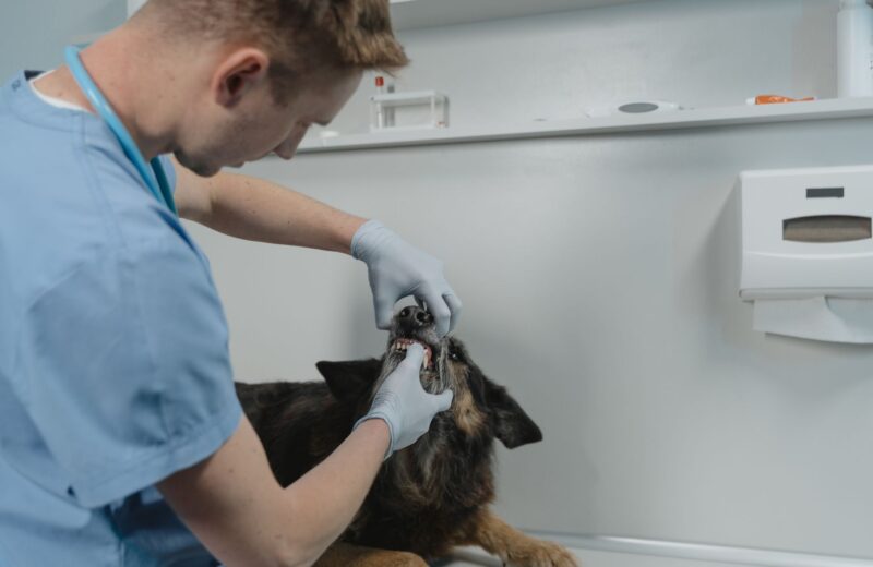 Higiene dental em cães: por que é tão importante